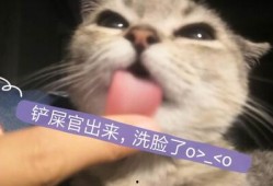 娱乐吃瓜酱猫妈,揭秘娱乐圈背后的温馨故事