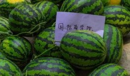 花店吃瓜视频下载免费,免费下载，揭秘花店日常趣味瞬间