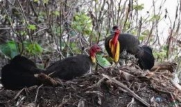 娱乐吃瓜小能手