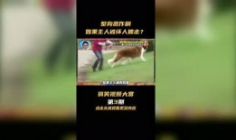 搞笑视频如何爆料,笑料百出！揭秘搞笑视频背后的爆料秘密