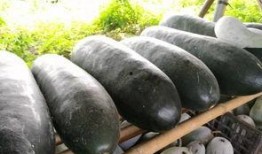 最新大瓜爆料翰林,揭秘娱乐圈幕后真相