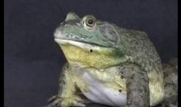 牛蛙饲养爆料视频大全,视频大全带你走进蛙类养殖世界