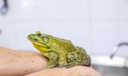 牛蛙饲养爆料视频大全,视频大全带你走进蛙类养殖世界