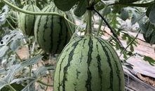 唐县网红的吃瓜,揭秘幕后故事与热门话题