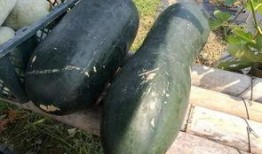 最新大瓜爆料翰林,揭秘娱乐圈幕后真相