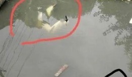 网友爆料溺水事件视频,惊险一幕！溺水事件视频引发关注